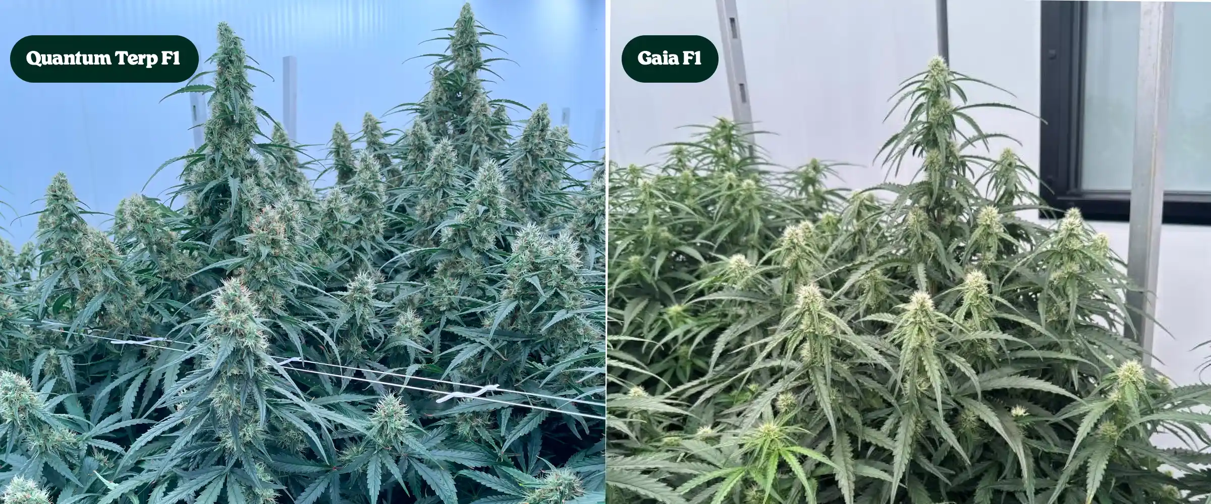 Zij-aan-zij vergelijking van Quantum Terp F1 en Gaia F1 cannabisplanten in bloei, met hoge harsrijke cola’s, dichte groene canopies en volwassen bloemstructuren.
