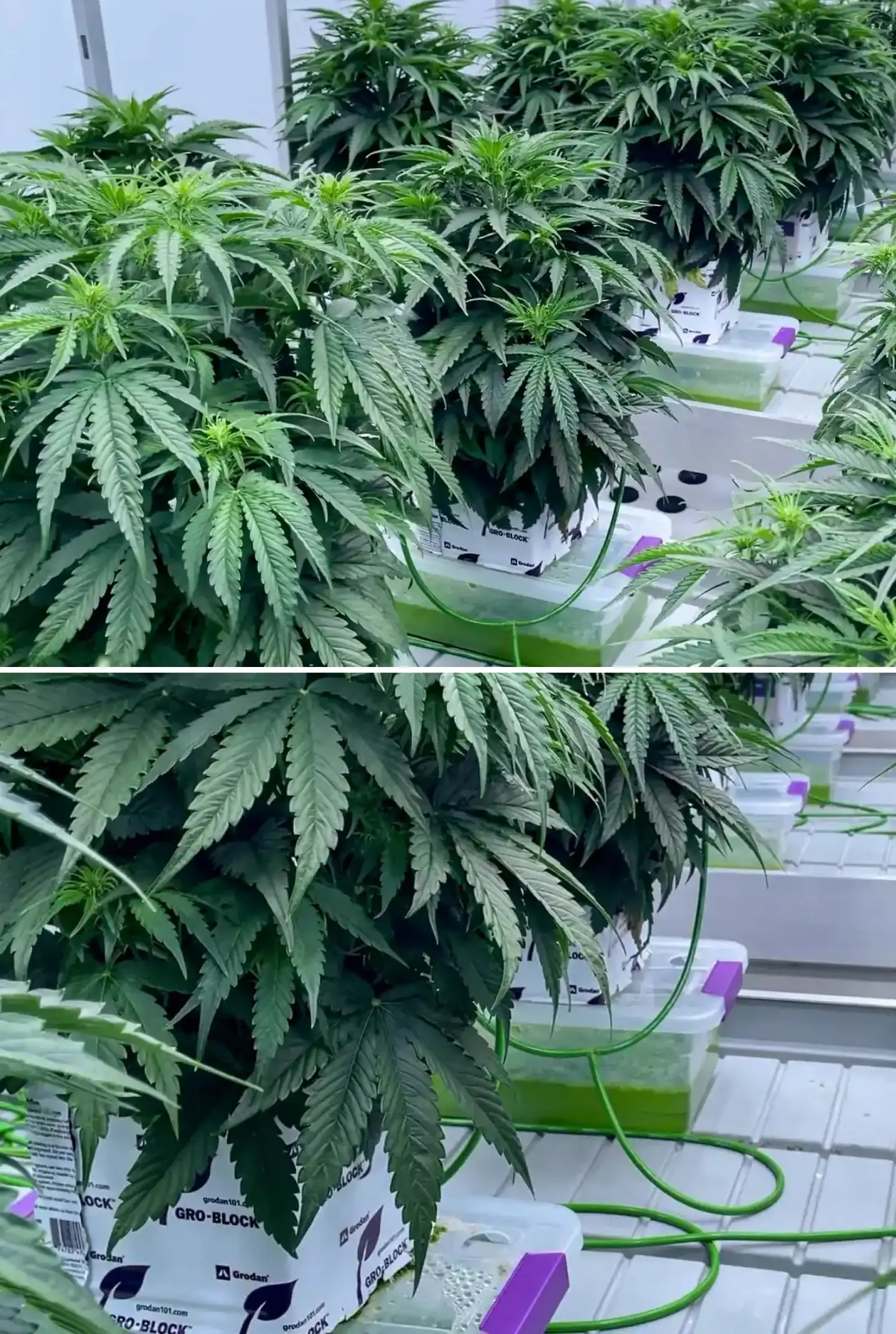 Cannabisplanten die tijdens een gecontroleerde proef in steenwolblokken groeien, met dicht groen blad, irrigatielijnen, hydrocultuurbakken en gezonde vroege bloeiontwikkeling.