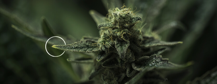 Quali Sono Le Foglie Di Zucchero Di Uawat Zijn De Suikerbladeren Van Een Wietplant?na Pianta Di Cannabis?