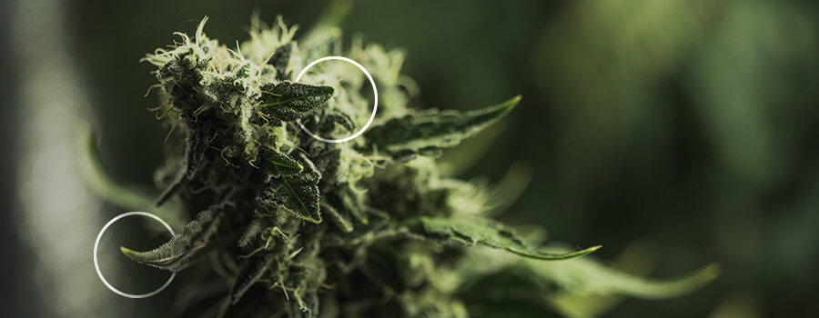 Suikerblaadjes Cannabis