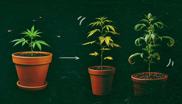 CCYV-symptomen bij cannabisplanten Drie cannabisplanten in pot met CCYV-symptomen, gele en gekrulde bladeren op groene achtergrond.