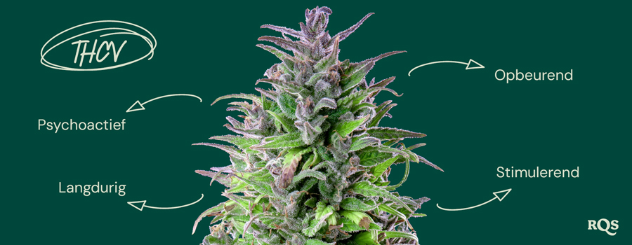 Afbeelding van een cannabisplant met annotaties over de effecten van THCV in het Pools. De labels beschrijven THCV als psychoactief, langdurig, stimulerend en stemmingsverhogend.