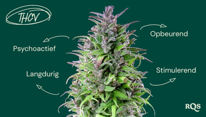 Afbeelding van een cannabisplant met annotaties over de effecten van THCV in het Pools. De labels beschrijven THCV als psychoactief, langdurig, stimulerend en stemmingsverhogend.
