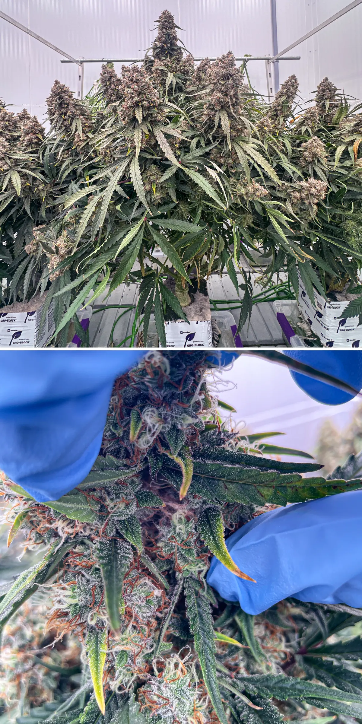 Cannabisplanten in late bloei tijdens een gecontroleerde steenwolproef, met dichte harsrijke cola’s, frosty trichomen, oranje stampers en close-up bloeminspectie voor terpeenanalyse.