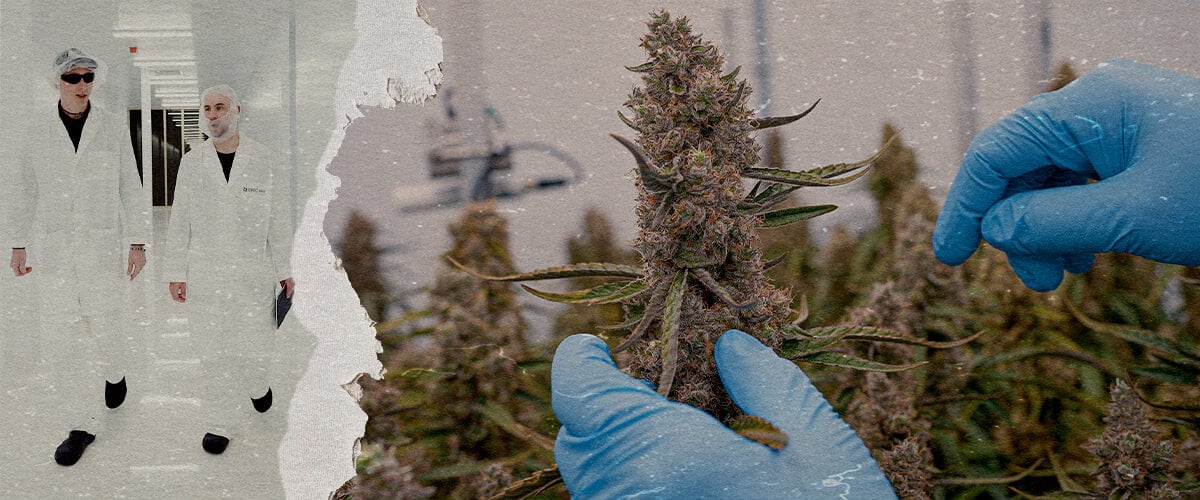 CRIC Labs F1 Cannabis Hybriden SOP Gids Een illustratie van uniforme F1 cannabis-hybriden die groeien in een gecontroleerde omgeving van CRIC Labs, met nadruk op consistentie in grootte, vorm, potentie en smaak, tegen een groene achtergrond.