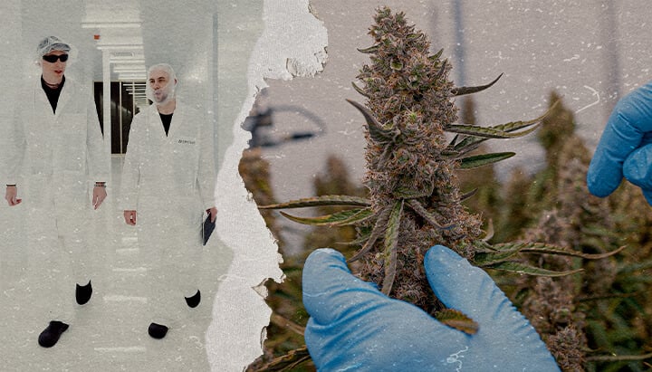 CRIC Labs F1 Cannabis Hybriden SOP Gids Een illustratie van uniforme F1 cannabis-hybriden die groeien in een gecontroleerde omgeving van CRIC Labs, met nadruk op consistentie in grootte, vorm, potentie en smaak, tegen een groene achtergrond.