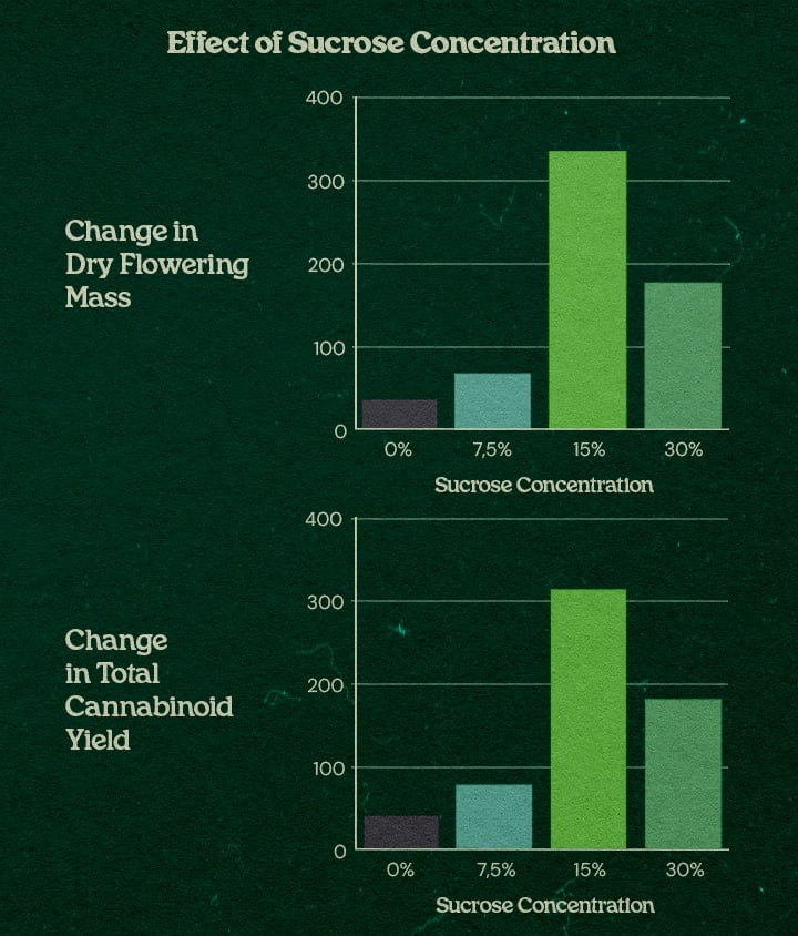 Grafiek effect sucroseconcentratie bij PSIS techniek tot +31% drooggewicht bloemen en +34% cannabinoïde opbrengst bij 15% tot 30% sucrose