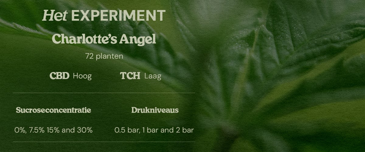 PSIS testopzet Charlotte’s Angel 72 planten high CBD low THC sucroseconcentraties 0% 7.5% 15% 30% en druk 0.5 bar 1 bar 2 bar