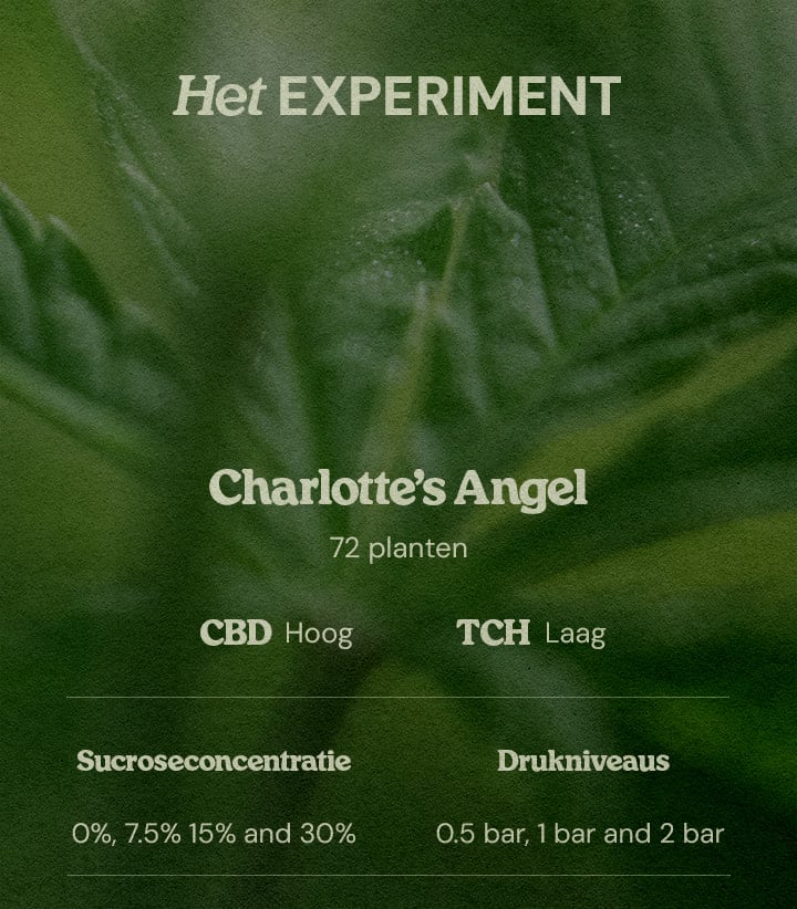 PSIS testopzet Charlotte’s Angel 72 planten high CBD low THC sucroseconcentraties 0% 7.5% 15% 30% en druk 0.5 bar 1 bar 2 bar