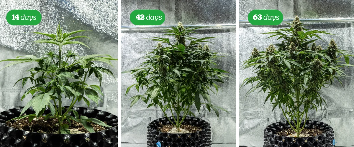 Cannabis bloeifase | Topontwikkeling Cannabisplant in de bloeifase met meerdere harsrijke toppen tegen een zwarte achtergrond