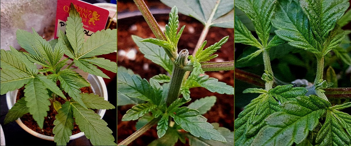 5-stappen collage van cannabis toppen: kiemplant, snijden top, steel na snij, nieuwe groei met stokje, vroege vertakking.