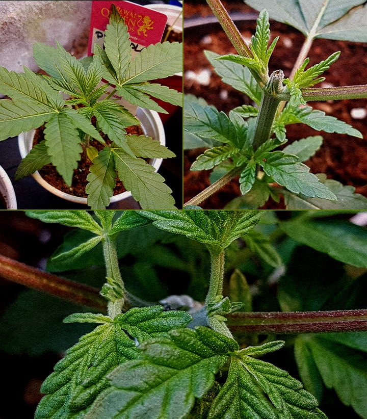 5-stappen collage van cannabis toppen: kiemplant, snijden top, steel na snij, nieuwe groei met stokje, vroege vertakking.