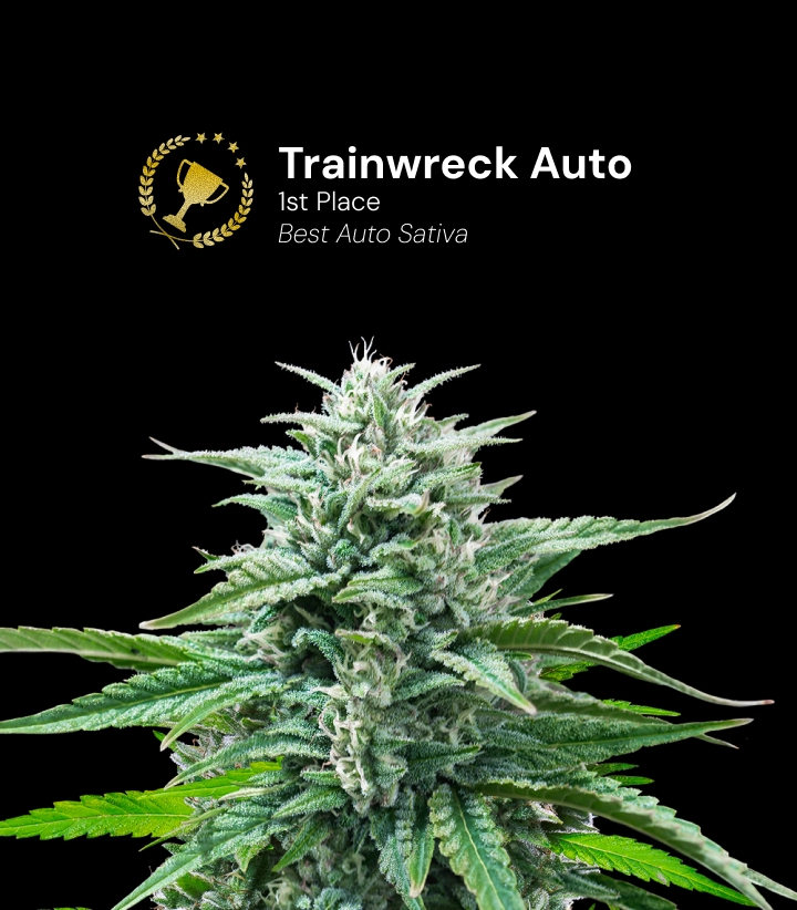 Trainwreck Auto, bekroonde cannabissoort Ontdek Trainwreck Auto, een bekroonde autoflower cannabissoort die de 1e plaats won in de categorie Best Auto Sativa.