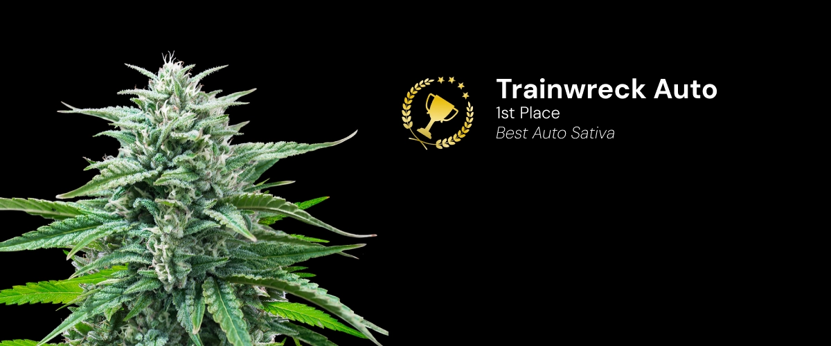 Trainwreck Auto, bekroonde cannabissoort Ontdek Trainwreck Auto, een bekroonde autoflower cannabissoort die de 1e plaats won in de categorie Best Auto Sativa.