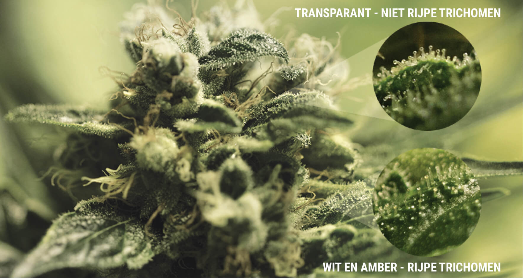 WAT ZIJN TRICHOMEN? WAT ZIJN TRICHOMEN?