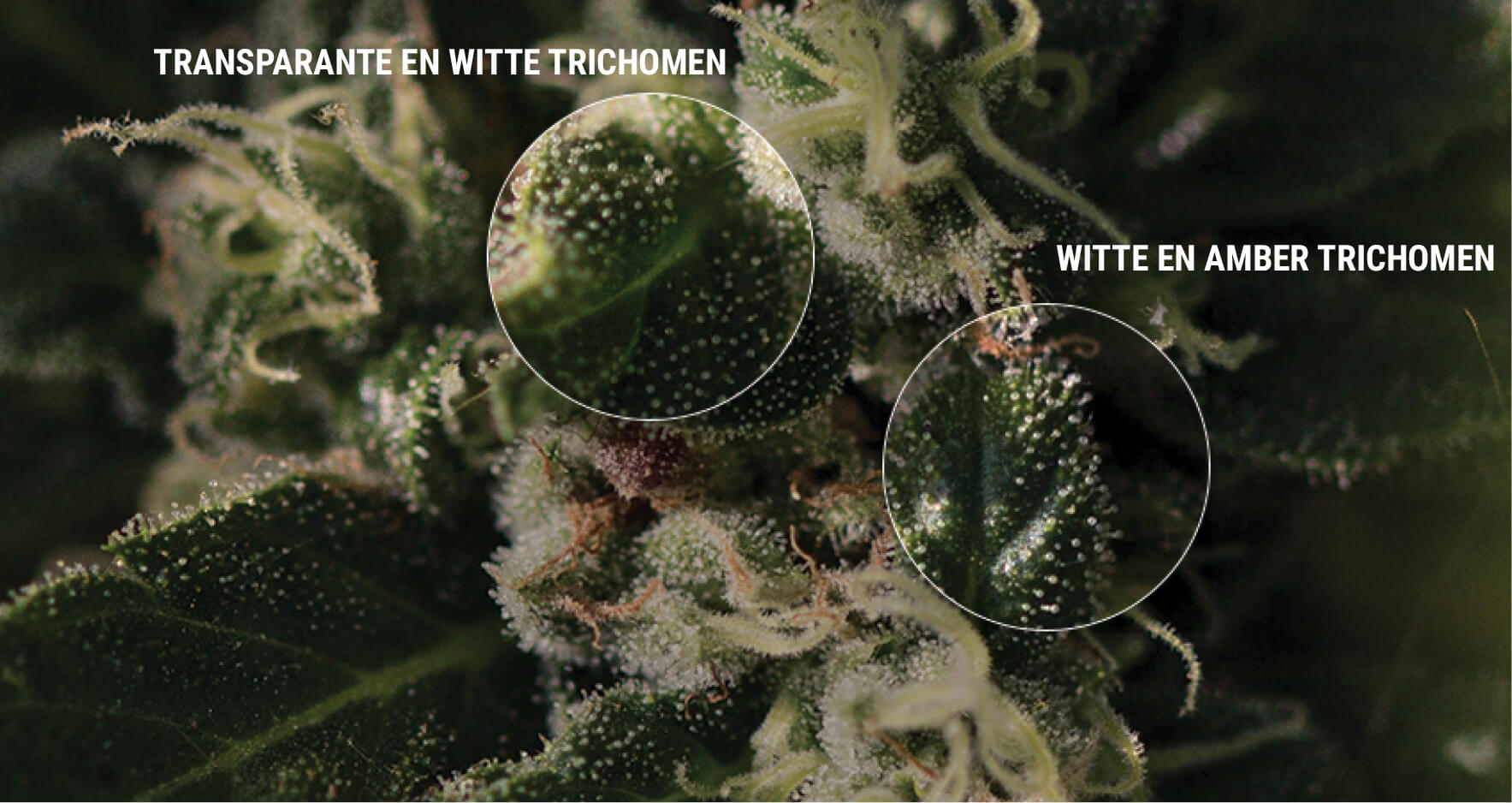 ZO INSPECTEER JE TRICHOMEN ZO INSPECTEER JE TRICHOMEN