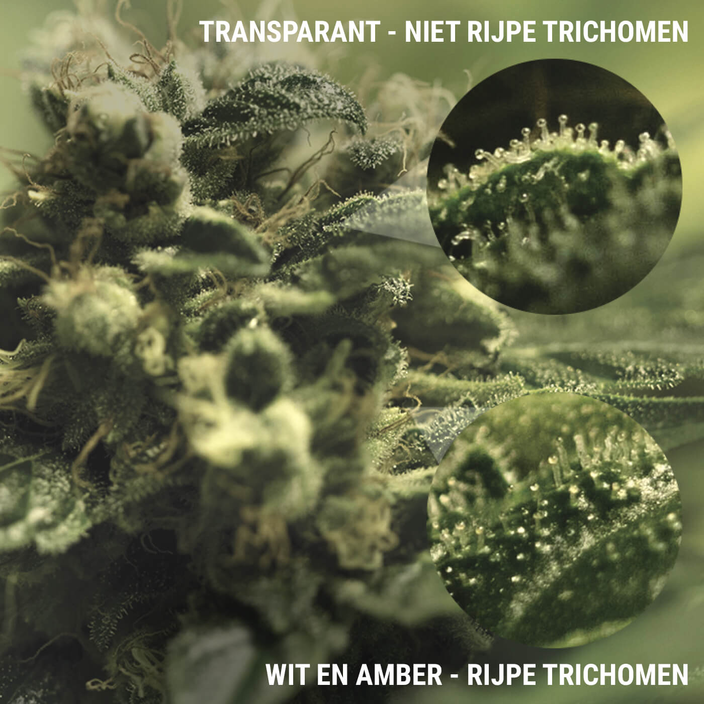 WAT ZIJN TRICHOMEN? WAT ZIJN TRICHOMEN?