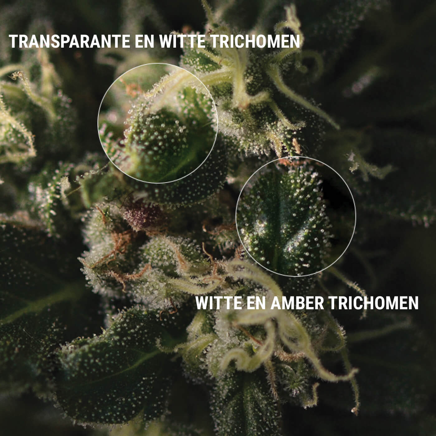 ZO INSPECTEER JE TRICHOMEN ZO INSPECTEER JE TRICHOMEN
