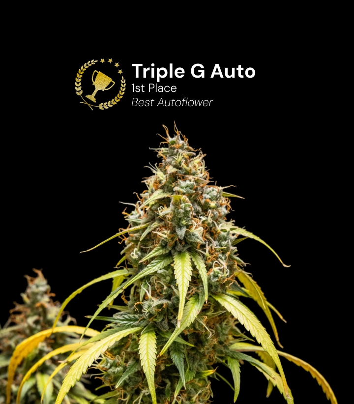 Triple G Auto, bekroonde cannabissoort Ontdek Triple G Auto, een bekroonde autoflower cannabissoort met harsrijke toppen en indrukwekkend groeipotentieel.
