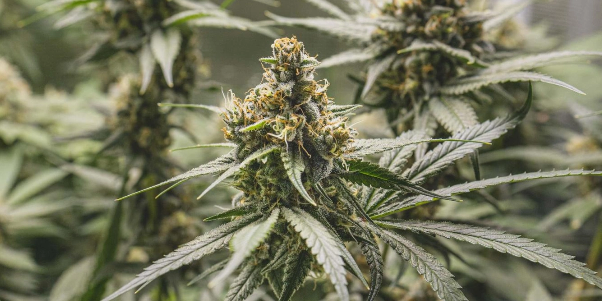 Tropical Mirage cannabisplant met dichte harsrijke toppen, oranje stampers, frostige bladeren en compacte bloeiende groei.