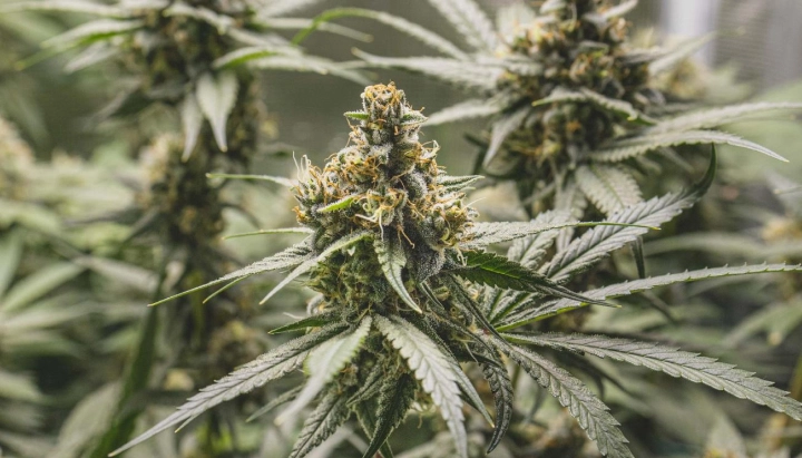 Tropical Mirage: compacte soort met hoog THC-gehalte Tropical Mirage cannabisplant met dichte harsrijke toppen, oranje stampers, frostige bladeren en compacte bloeiende groei.