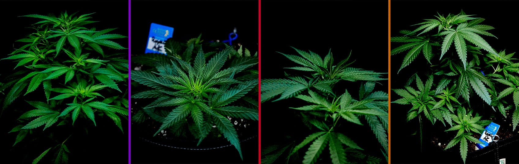 Vegetatieve Fase van Royal AK Cannabis Kweekgids Een illustratie van een Royal AK cannabisplant in de vegetatieve fase, met gezonde scheuten en takken tegen een groene achtergrond, die kwekers begeleidt in het optimaliseren van de groeiproces.