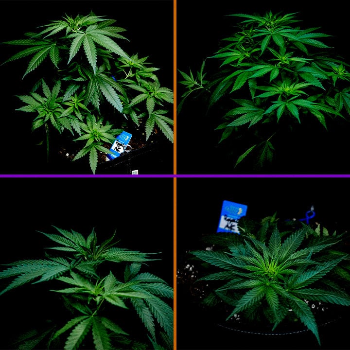 Vegetatieve Fase van Royal AK Cannabis Kweekgids Een illustratie van een Royal AK cannabisplant in de vegetatieve fase, met gezonde scheuten en takken tegen een groene achtergrond, die kwekers begeleidt in het optimaliseren van de groeiproces.