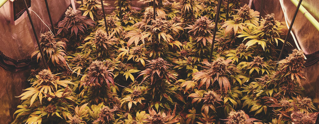 White Widow