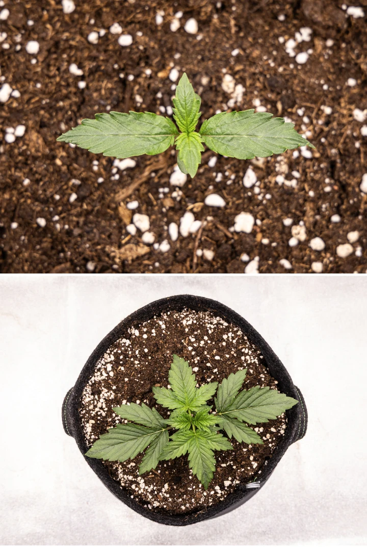 Wedding Cake Auto cannabiszaailing groeit in aarde tijdens week 1 van het grow report, met vroege bladontwikkeling, gezonde groene groei, perlietrijk substraat en een stoffen pot.