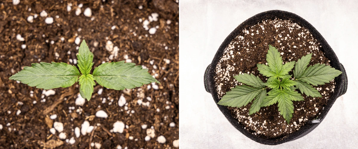 Wedding Cake Auto cannabiszaailing groeit in aarde tijdens week 1 van het grow report, met vroege bladontwikkeling, gezonde groene groei, perlietrijk substraat en een stoffen pot.