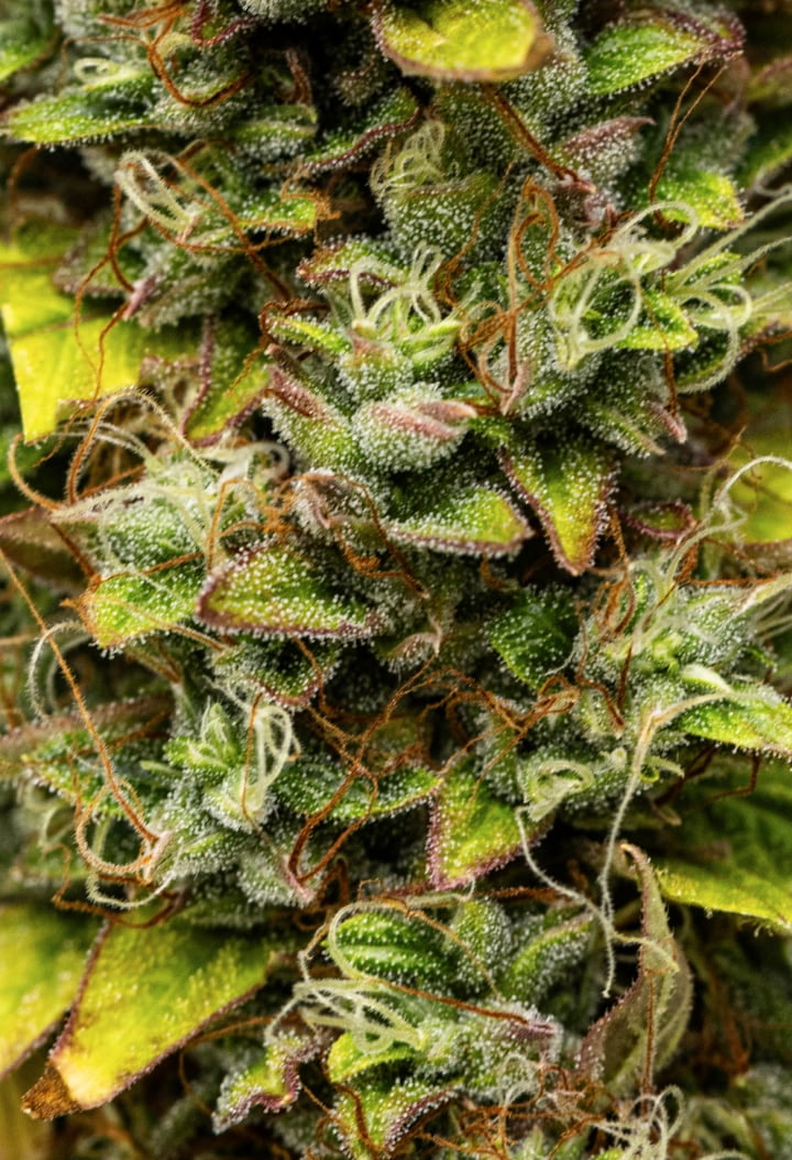 Close-up van Wedding Cake Auto cannabistoppen tijdens week 12 van het grow report, met oogstrijpe harsrijke bloemen, dichte trichomenbedekking, oranje stampers en verkleurende bladeren in de late bloei.