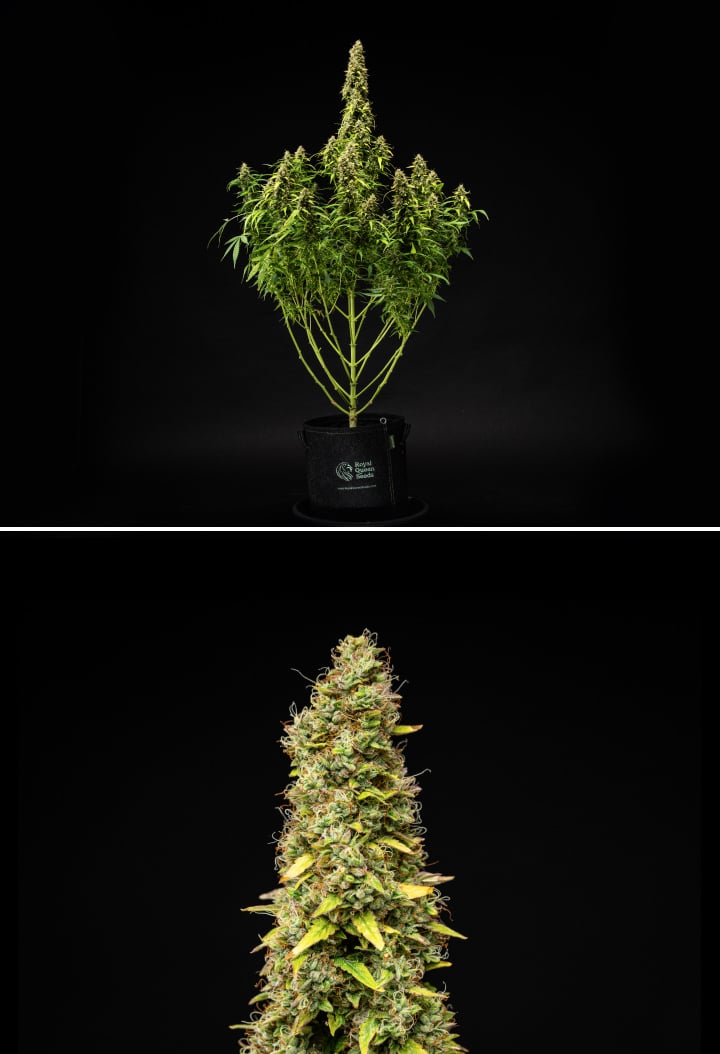 Wedding Cake Auto cannabisplant tijdens week 11 van het grow report, met een hoge rijpe structuur, dichte harsrijke toppen, oranje stampers, verkleurende bladeren en laatste rijping tegen een zwarte achtergrond.
