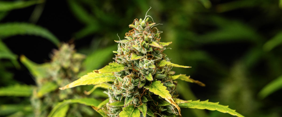 Close-up van Wedding Cake Auto cannabistoppen tijdens week 10 van het grow report, met dichte harsrijke bloemen, oranje stampers, frosty trichomen en verkleurende bladeren in de late bloei.