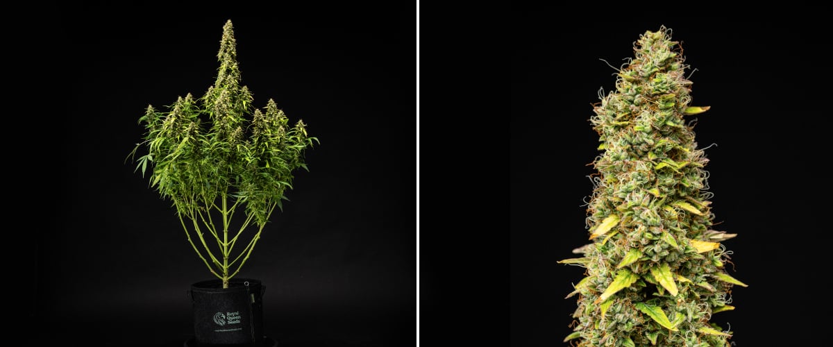 Wedding Cake Auto cannabisplant tijdens week 11 van het grow report, met een hoge rijpe structuur, dichte harsrijke toppen, oranje stampers, verkleurende bladeren en laatste rijping tegen een zwarte achtergrond.