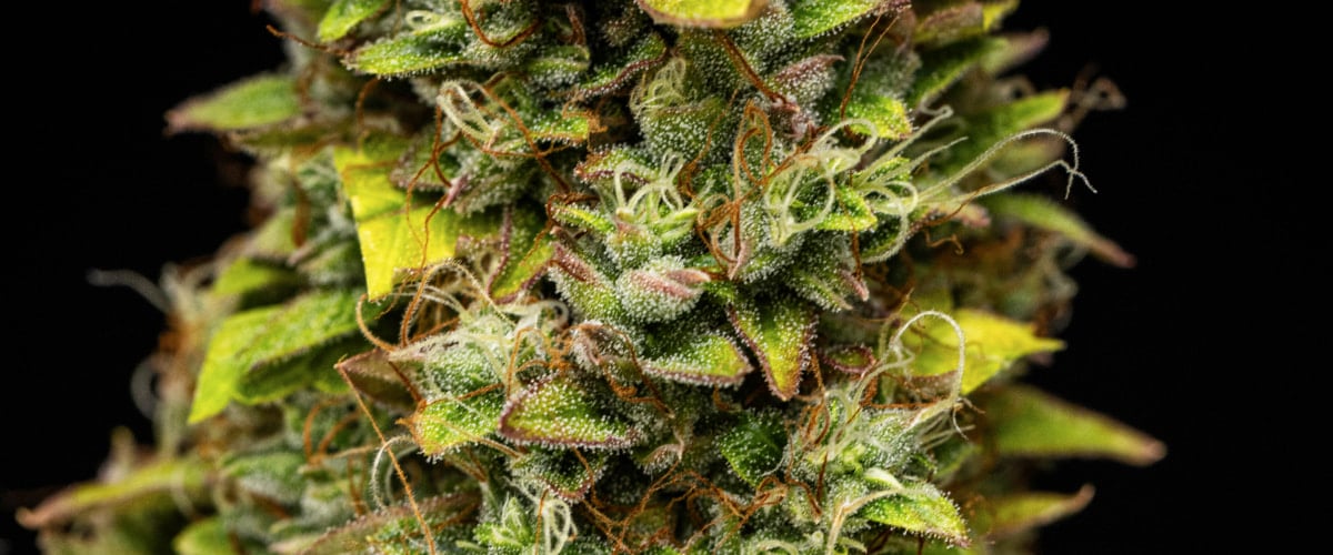 Close-up van Wedding Cake Auto cannabistoppen tijdens week 12 van het grow report, met oogstrijpe harsrijke bloemen, dichte trichomenbedekking, oranje stampers en verkleurende bladeren in de late bloei.