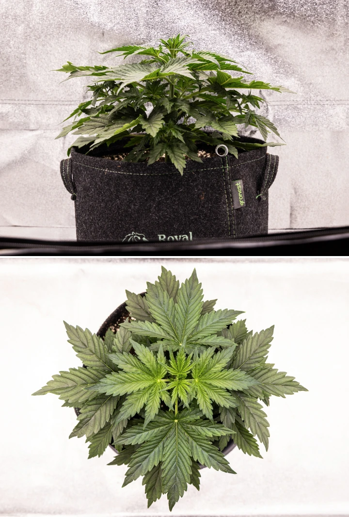 Wedding Cake Auto cannabisplant groeit in een stoffen pot tijdens week 4 van het grow report, met vroege tekenen van bloei, sterke verticale groei, gezond blad en witte stampers bij de stengelknopen.