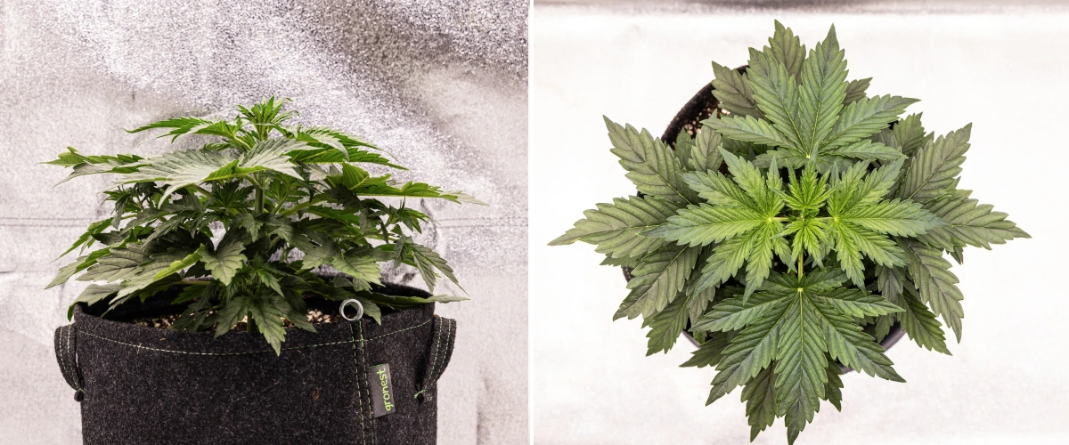 Wedding Cake Auto cannabisplant groeit in een stoffen pot tijdens week 2 van het grow report, met dichte vegetatieve ontwikkeling, brede groene bladeren, compacte structuur en gezond blad.
