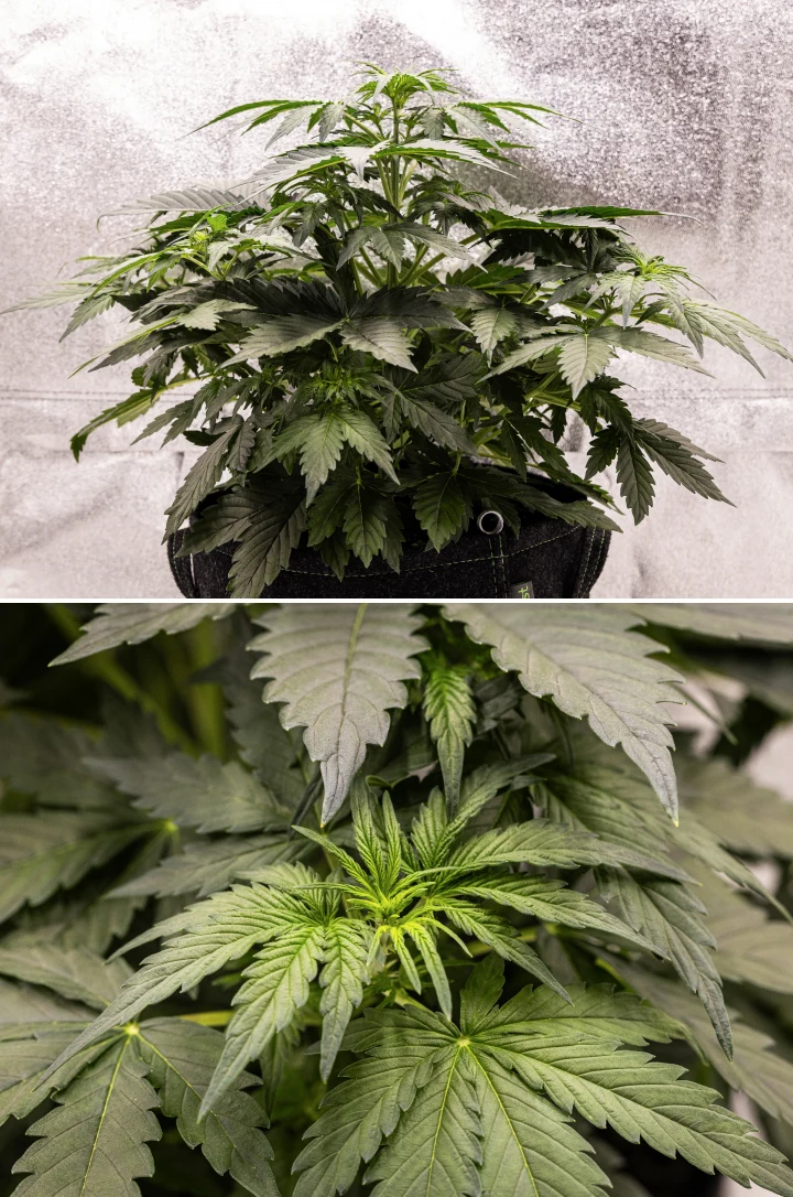 Wedding Cake Auto cannabisplant groeit in een stoffen pot tijdens week 3 van het grow report, met dicht groen blad, compacte bossige structuur, nieuwe topgroei en vroege voorbloei-ontwikkeling.