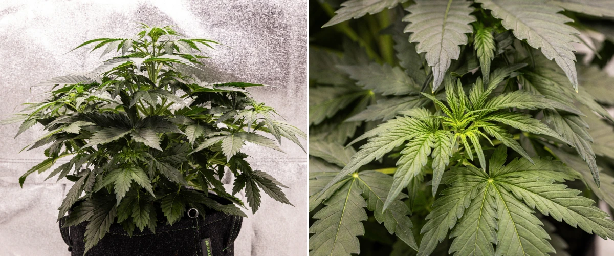 Wedding Cake Auto cannabisplant groeit in een stoffen pot tijdens week 3 van het grow report, met dicht groen blad, compacte bossige structuur, nieuwe topgroei en vroege voorbloei-ontwikkeling.