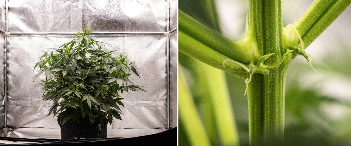 Wedding Cake Auto cannabisplant groeit in een stoffen pot tijdens week 4 van het grow report, met vroege tekenen van bloei, sterke verticale groei, gezond blad en witte stampers bij de stengelknopen.