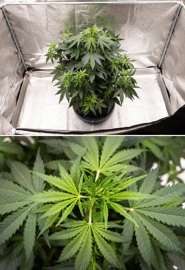 Wedding Cake Auto cannabisplant groeit in een stoffen pot tijdens week 5 van het grow report, met sterke verticale groei, vroege topontwikkeling, gezond groen blad en meerdere bloeiplekken.