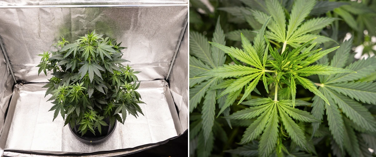 Wedding Cake Auto cannabisplant groeit in een stoffen pot tijdens week 5 van het grow report, met sterke verticale groei, vroege topontwikkeling, gezond groen blad en meerdere bloeiplekken.