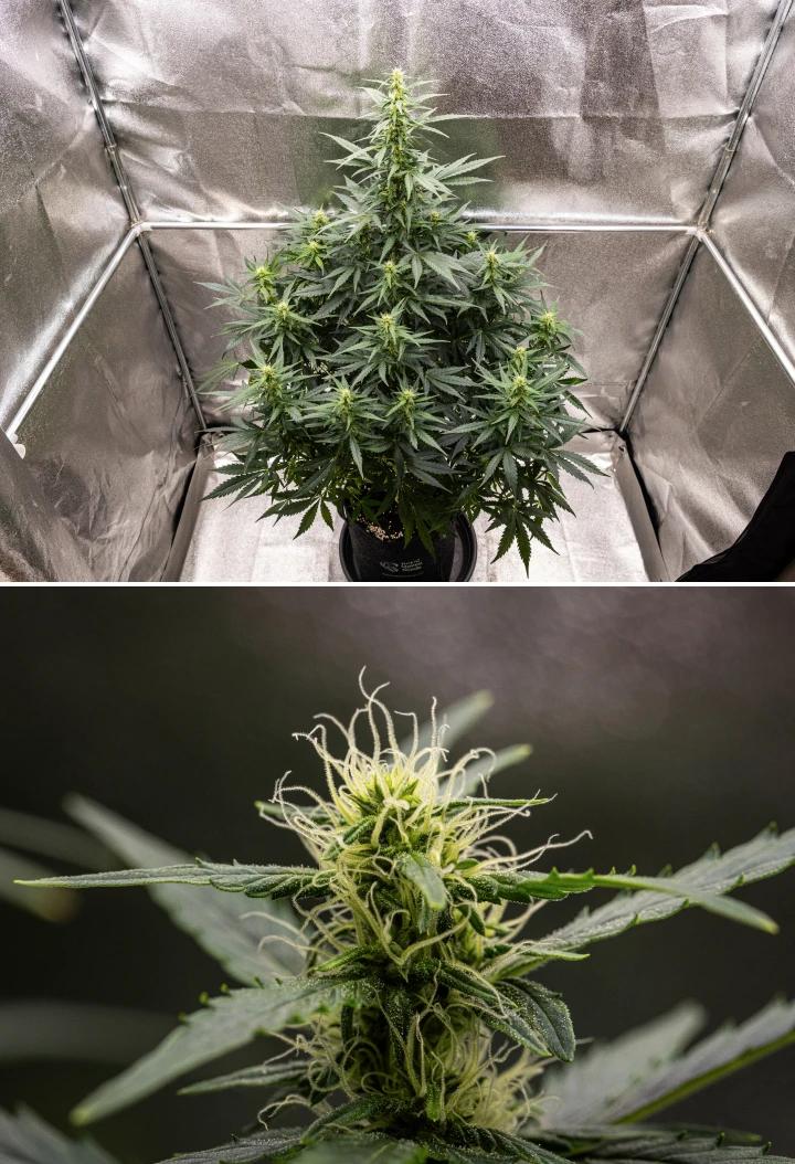 Wedding Cake Auto cannabisplant groeit in een stoffen pot tijdens week 6 van het grow report, met hoge bloeiontwikkeling, ontwikkelende toppen, frisse witte stampers en gezonde groene bladeren.