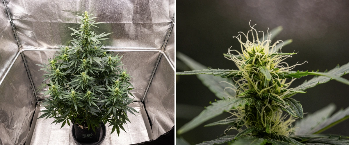 Wedding Cake Auto cannabisplant groeit in een stoffen pot tijdens week 6 van het grow report, met hoge bloeiontwikkeling, ontwikkelende toppen, frisse witte stampers en gezonde groene bladeren.