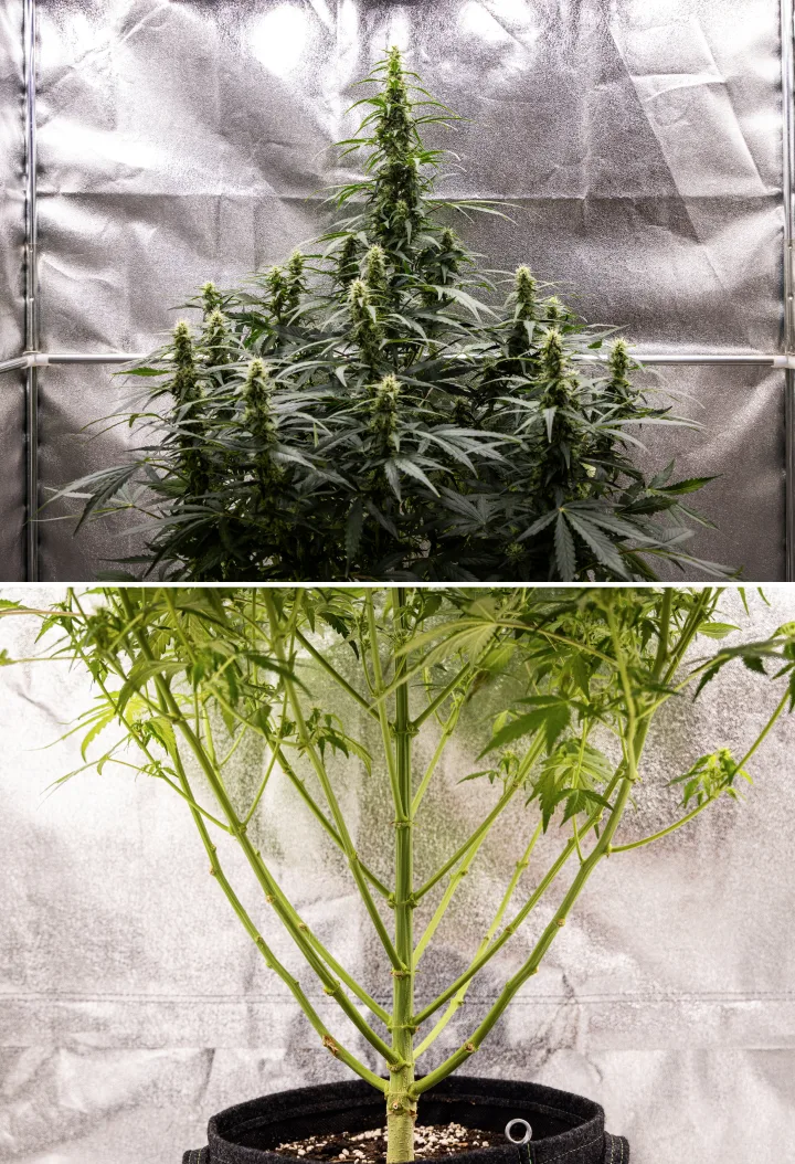 Wedding Cake Auto cannabisplant tijdens week 7 van het grow report, met hoge bloeiende cola’s, sterke takstructuur, gesnoeide lagere groei, gezonde stelen en ontwikkelende toppen.