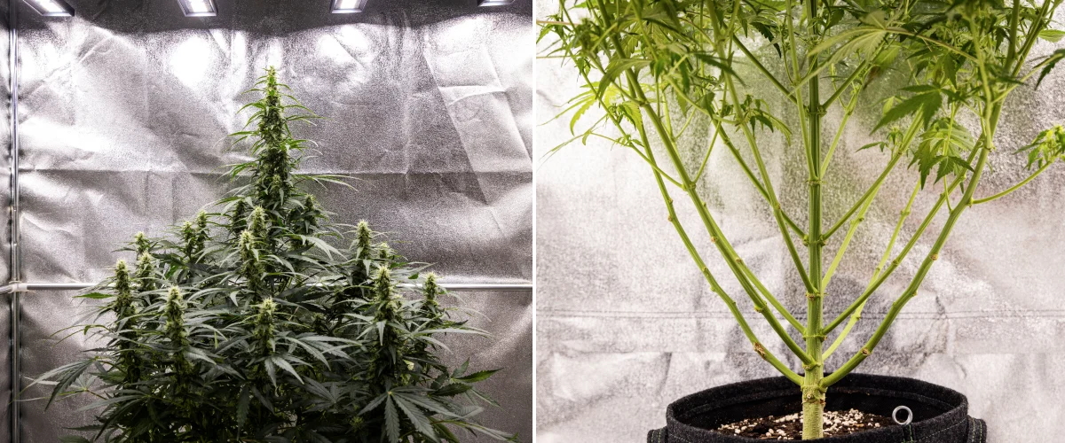 Wedding Cake Auto cannabisplant tijdens week 7 van het grow report, met hoge bloeiende cola’s, sterke takstructuur, gesnoeide lagere groei, gezonde stelen en ontwikkelende toppen.