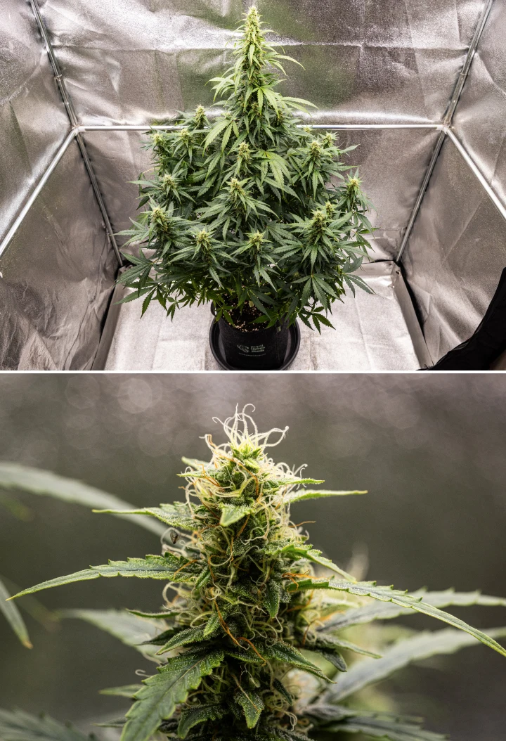 Wedding Cake Auto cannabisplant tijdens week 8 van het grow report, met harsrijke topontwikkeling, witte en oranje stampers, gezonde suikerblaadjes en hoge bloeiende cola’s.