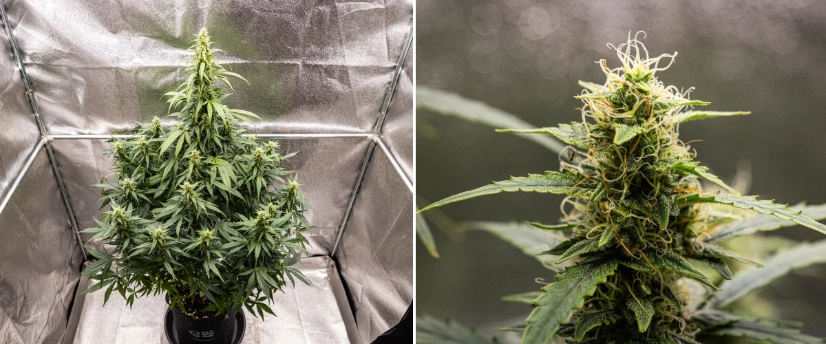 Wedding Cake Auto cannabisplant tijdens week 8 van het grow report, met harsrijke topontwikkeling, witte en oranje stampers, gezonde suikerblaadjes en hoge bloeiende cola’s.