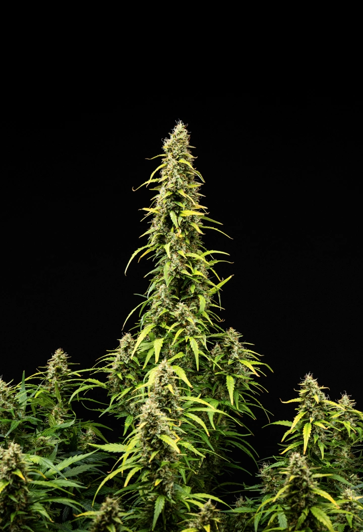 Wedding Cake Auto cannabisplant tijdens week 9 van het grow report, met hoge rijpe cola’s, dichte harsrijke toppen, verkleurende bladeren en de laatste bloeiontwikkeling tegen een zwarte achtergrond.