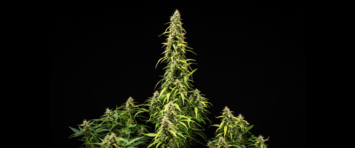 Wedding Cake Auto cannabisplant tijdens week 9 van het grow report, met hoge rijpe cola’s, dichte harsrijke toppen, verkleurende bladeren en de laatste bloeiontwikkeling tegen een zwarte achtergrond.